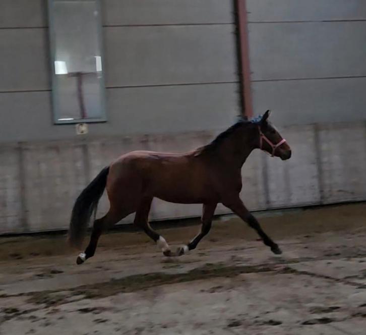 Hongre BWP âgé de presque 3 ans, Animaux & Accessoires, Chevaux, Hongre, 160 à 165 cm, 3 à 6 ans, Avec pedigree, Avec puce électronique