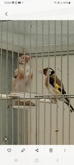 Koppel distelvink, Dieren en Toebehoren, Vogels | Overige Vogels, Meerdere dieren, Wildzangvogel, Geringd