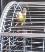 Koppel pyrrhura dringend bieden, Dieren en Toebehoren, Vogels | Kanaries