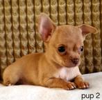 Chihuahua pup reutje (kortharig), Dieren en Toebehoren, Honden | Chihuahua's en Gezelschapshonden, België, Particulier, Reu, CDV (hondenziekte)