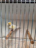 Geel moziek mannen 2025, Dieren en Toebehoren, Vogels | Kanaries