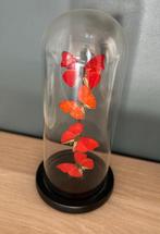 Vlinders in glas decoratie, Huis en Inrichting, Woonaccessoires | Stolpen, Ophalen, Zo goed als nieuw