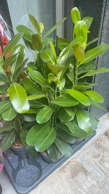 Ficus microcarpa beschikbaar voor biedingen