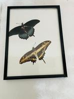 Echte vlinders grote mimmas en Koninginnenpage, Ophalen of Verzenden, Gebruikt, Insect, Opgezet dier