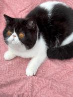 Exotic black and White smoke poes, Dieren en Toebehoren, Katten en Kittens | Raskatten | Korthaar, Poes, Gechipt, 0 tot 2 jaar