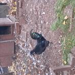 Mooie jonge sierhanen gratis, Dieren en Toebehoren