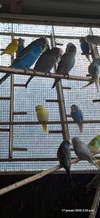 Division des perruches Couleurs., Animaux & Accessoires, Plusieurs animaux, Perruche