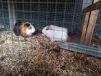 Cavia 1 beer en 1 zeug, 3 kleurig, Dieren en Toebehoren
