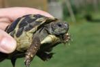 schildpadje, Dieren en Toebehoren, Reptielen en Amfibieën, Schildpad, Tam, 3 tot 6 jaar