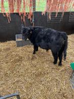 Mini lowline Angus, Dieren en Toebehoren, Meerdere dieren, 0 tot 2 jaar