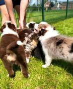 Australian Shepherd Aussi Australische herder pups, CDV (hondenziekte), Meerdere, 8 tot 15 weken, Meerdere dieren