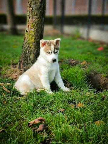 De beaux chiots husky recherchent des propriétaires !