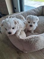 Maltezer puppy´s, Dieren en Toebehoren, België, Maltezer, Fokker | Hobbymatig, CDV (hondenziekte)