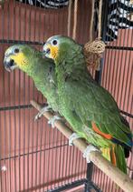 Couple amazone amazonica, Dieren en Toebehoren, Vogels | Parkieten en Papegaaien