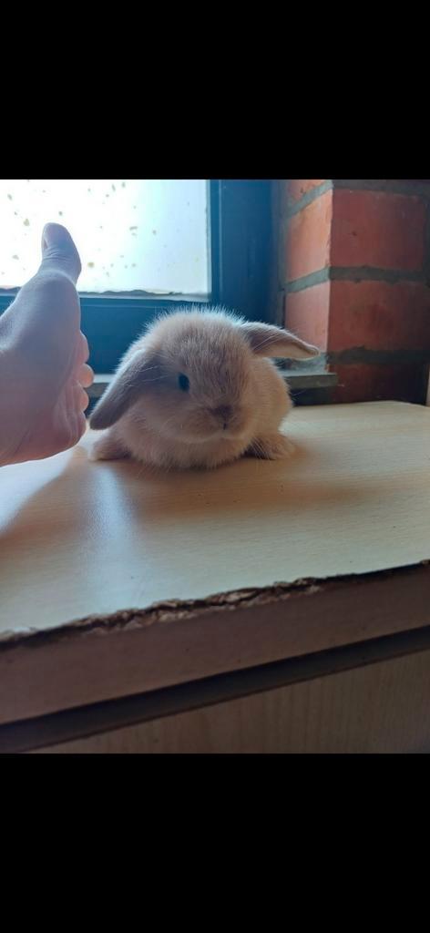 Minilop.rammetje ouders buitenlandse lijnen., Dieren en Toebehoren, Knaagdieren en Konijnen | Hokken en Kooien, Ophalen