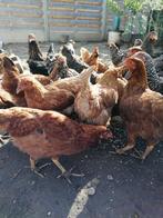 bruine leghennen direct eitjes 0499/082381, Dieren en Toebehoren, Pluimvee, Vrouwelijk, Kip