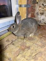 Vlaamse reus, Dieren en Toebehoren, Konijnen