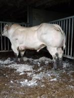 Dekstier, Dieren en Toebehoren, Runderen, Mannelijk, 3 tot 6 jaar