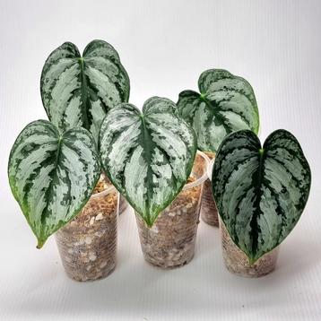 Philodendron Brandtianum - Boutures 