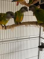 Jonge bonte boer/senegal papegaai, Dieren en Toebehoren, Papegaai, Tam