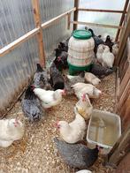 laatste 45 hennen voor lekker vlees of leg 3,2 kg0499/082381, Dieren en Toebehoren, Pluimvee, Vrouwelijk, Kip