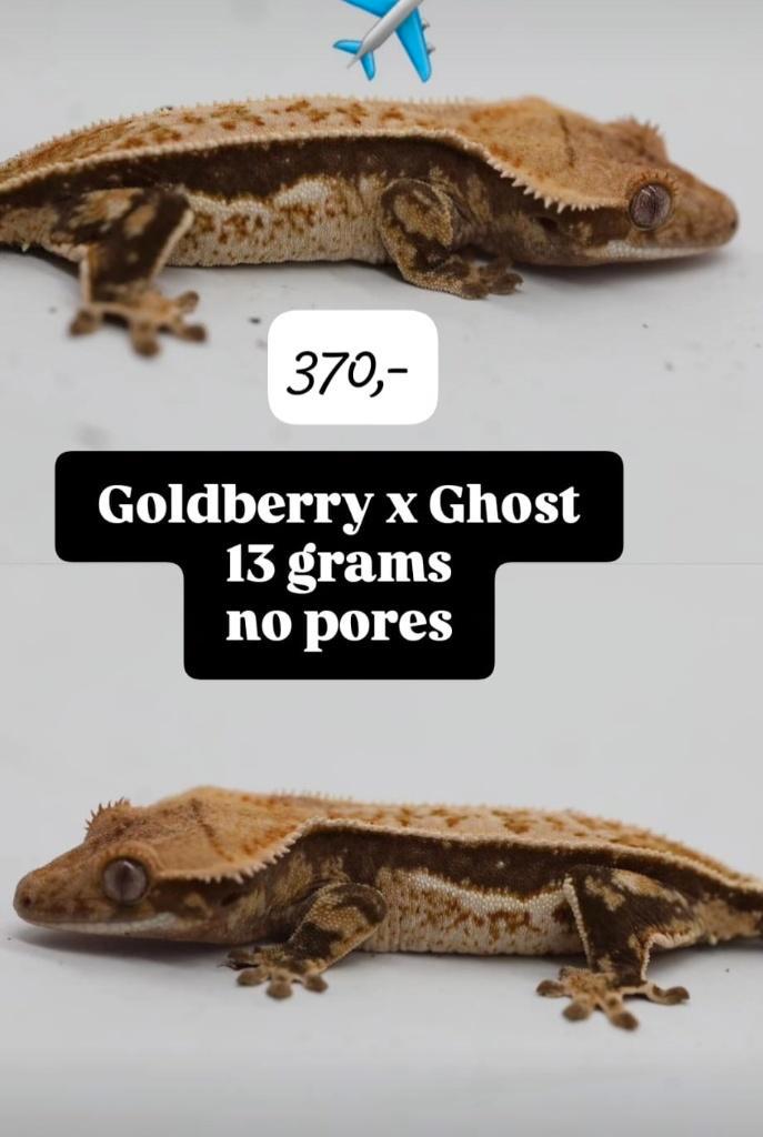 NPV High White Quadstripe wimpergekko poss vrouw, Animaux & Accessoires, Reptiles & Amphibiens, Lézard, 0 à 2 ans, Domestique