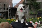 Mini American (australian) shepherd - mini aussie, Dieren en Toebehoren, Honden | Herdershonden en Veedrijvers, België, Particulier