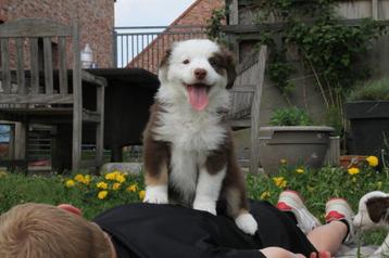 Mini American (australian) shepherd - mini aussie beschikbaar voor biedingen