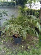 Grote goud palm (chrysalidocarpus aureum)' in 65liter pot, Ophalen
