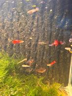 Guppy’s, Dieren en Toebehoren, Vis, Zoetwatervis, Schoolvis