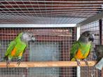 Koppel bonte boeren evt te ruil, Dieren en Toebehoren, Vogels | Parkieten en Papegaaien, Meerdere dieren, Papegaai, Geringd