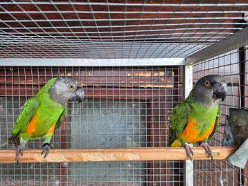 Koppel bonte boeren evt te ruil  beschikbaar voor biedingen