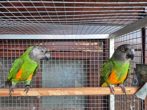 Koppel bonte boeren evt te ruil, Dieren en Toebehoren, Vogels | Parkieten en Papegaaien, Papegaai, Meerdere dieren, Geringd