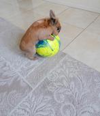 Lapin + cage, Animaux & Accessoires