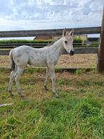 Prachtig buckskin appaloosa hengstveulen (Aphc), Hengst