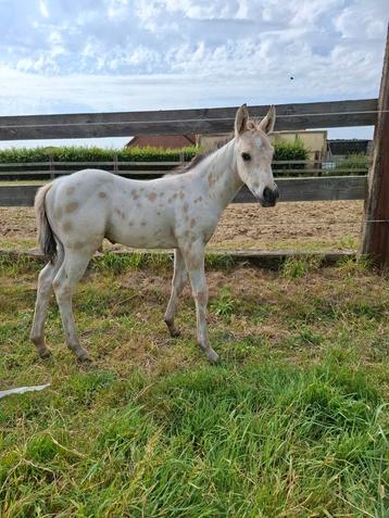 Prachtig buckskin appaloosa hengstveulen (Aphc) beschikbaar voor biedingen
