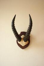 Taxidermie Afrikaanse hoorns, Verzamelen, Dierenverzamelingen, Ophalen of Verzenden, Gebruikt, Wild dier, Gewei of Kop