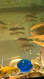 Ancistrus algeneters, Zoetwatervis