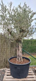 Olijfboom Olea Europaea, Ophalen, Olijfboom