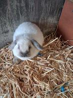 Siamees minilop voedster zeven maanden nog geen nestje gehad, Dieren en Toebehoren, Konijnen