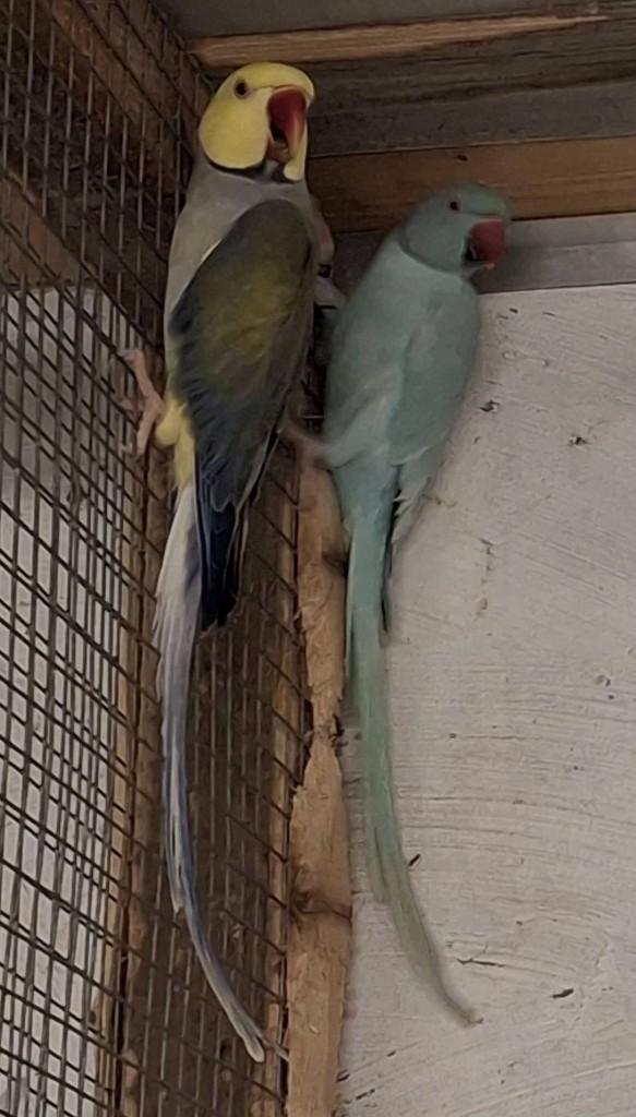 Halsbandparkieten, Dieren en Toebehoren, Vogels | Parkieten en Papegaaien, Parkiet, Geringd