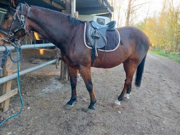 ruin te koop, 11 ans ou plus, Hongre, Débourré, 160 à 165 cm