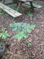 Okkernoten boom, Ophalen