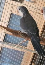 Conure souris femelle  epp, Animaux & Accessoires, Femelle