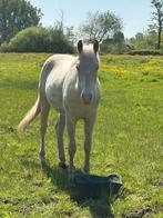 Lieve paint ruin, Dieren en Toebehoren, Ruin