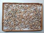 Lot van 500 haaientanden klaar om halskettingen van te maken, Verzamelen, Mineralen en Fossielen, Ophalen of Verzenden, Fossiel