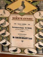 Assenede 1939 diploma duiven duivenmaatschappij de vrede, Ophalen