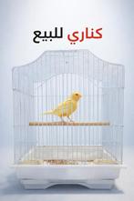 Kanarie mannetje  2025, Dieren en Toebehoren, Vogels | Kanaries