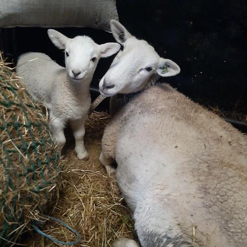 Easy care ooi met ramlam, Dieren en Toebehoren, Schapen, Geiten en Varkens, Schaap, Meerdere dieren, 0 tot 2 jaar