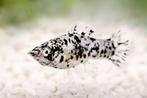 Prachtige Mollys (Poecilia sphenops) te koop, Dieren en Toebehoren, Vis, Zoetwatervis, Schoolvis